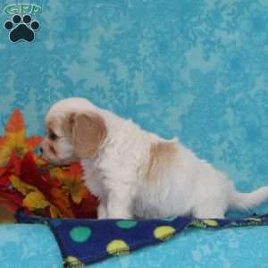 Orange, Cavachon Puppy